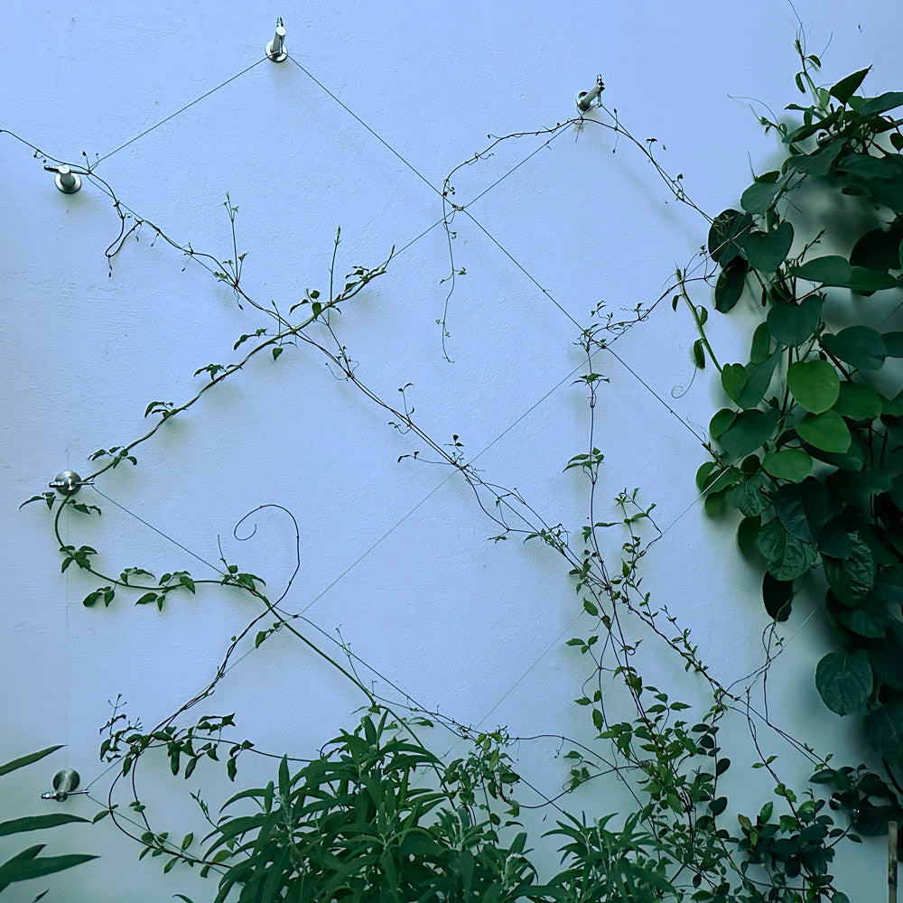 plant trellis wire Jakob GreenKit Net - Green wall stainless steel trellis