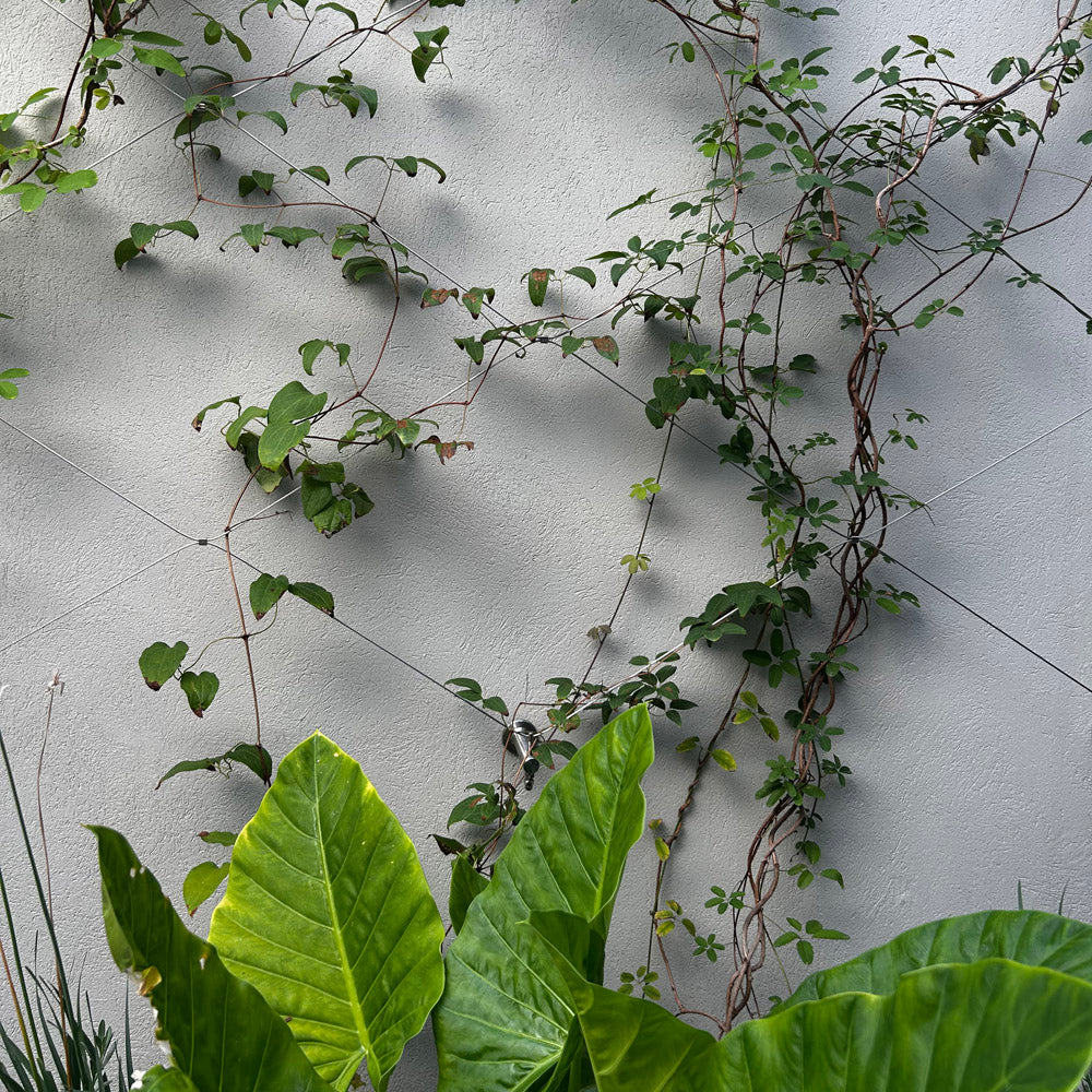 Jakob GreenKit Net - Green wall stainless steel trellis - Jakob