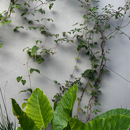 Jakob GreenKit Net - Stainless steel vertical garden trellis