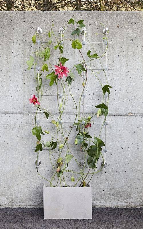 Flourishing Green Plants on 26-inch Wide, 80-inch High Stainless Steel Trellis